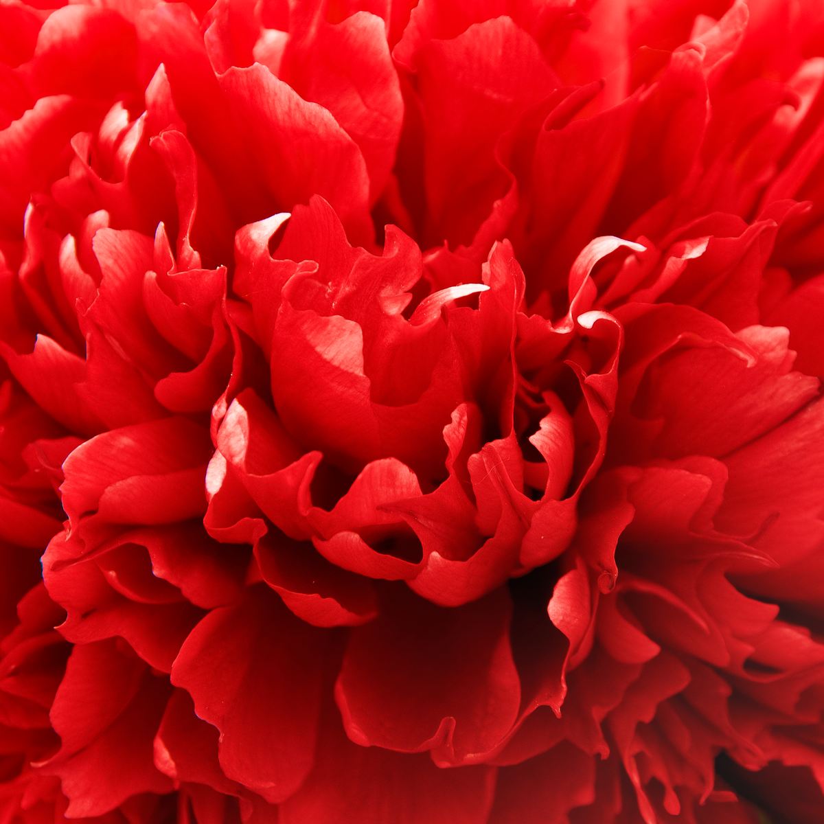 Laal Dahlias